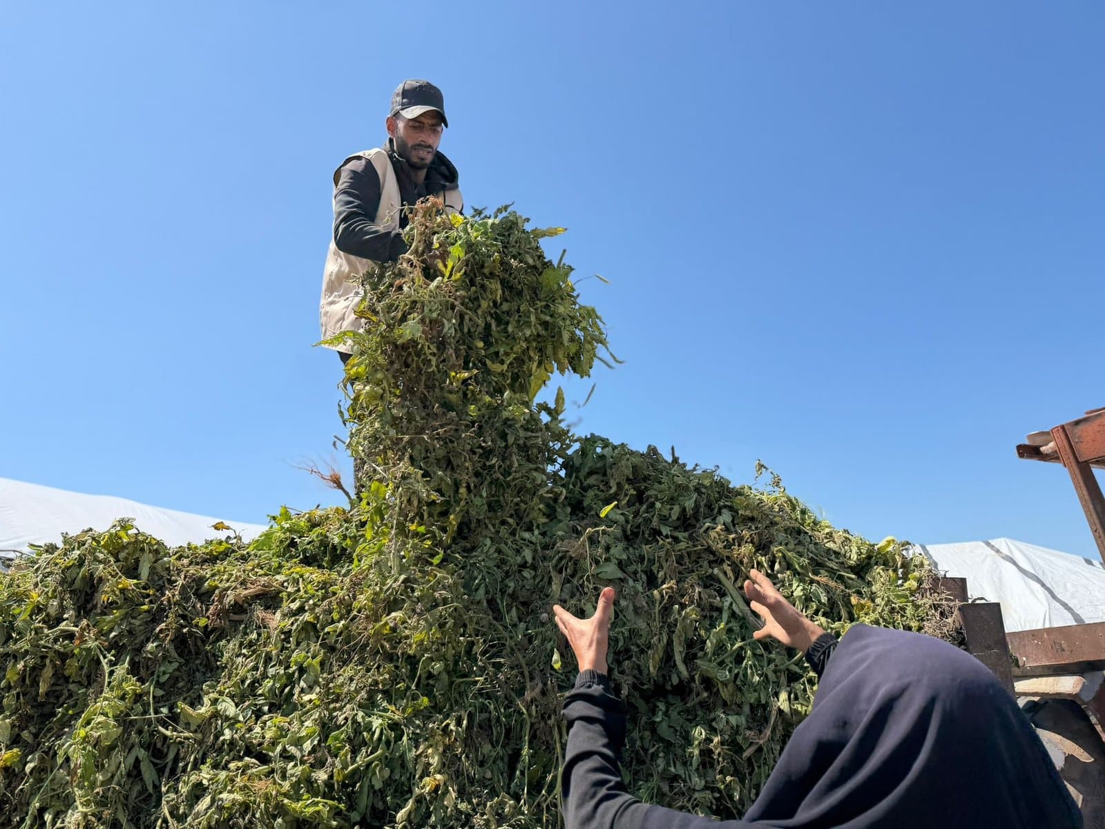 إنتاج الأعلاف المالئة من المخلفات الزراعية